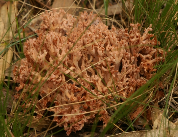 Ramaria ochraceosalmonicolor